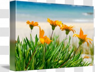 Beach Wildflower Poster Printing - Grass Family Transparent PNG