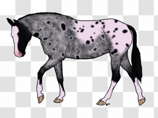 Mustang Foal Stallion Colt Pony - Horse Transparent PNG