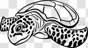 Sea Turtle Drawing Clip Art - Organism - Turtles Transparent PNG