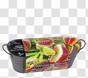 Venus Flytrap Extragoods Handelsagentur Horst BallÃ© Carnivorous Plant Carnivore Embryophyta - Earth Transparent PNG