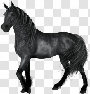 Horse Black Clip Art - Monochrome Photography - Transparent Transparent PNG