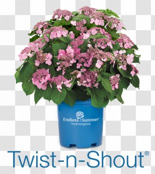 French Hydrangea Flower Arborescens Soil PH Twist And Shout - Nursery Transparent PNG