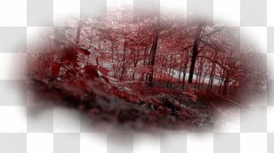 Red Forest Pripyat Chernobyl Disaster Radioactive Contamination - Tree Transparent PNG