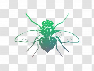 Insect Pollinator Membrane - Fly Transparent PNG