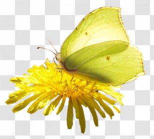 Butterfly Clip Art - Petal Transparent PNG