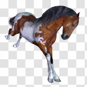 Mane Mustang Stallion Mare Foal - Horse Tack Transparent PNG
