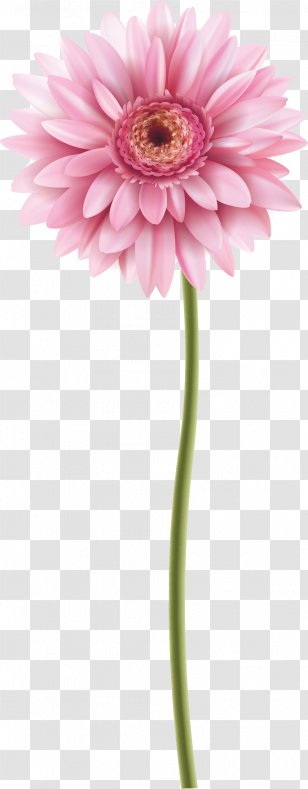 Transvaal Daisy Flower Watercolor Painting Bud - Family - Vector Transparent PNG