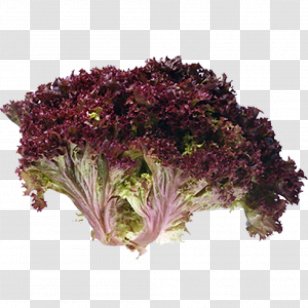 Red Leaf Lettuce Vegetable Endive - Lactucopicrin Transparent PNG