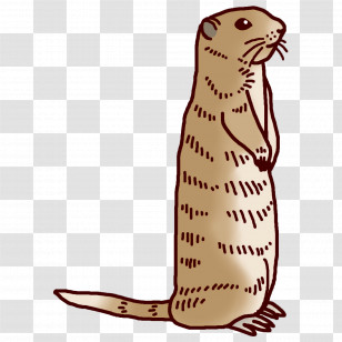 Whiskers Cat Beaver Seals Mustelids Transparent PNG