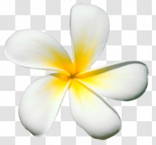 Petal Frangipani Flower Plant Transparent PNG