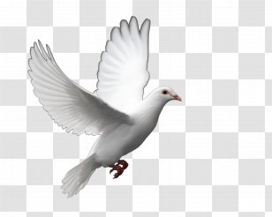 Fantail Pigeon Columbidae Bird Release Dove Clip Art - Beak - Photo Transparent PNG
