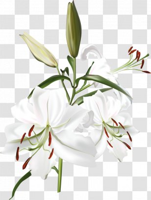 Clip Art Image Vector Graphics - White - Flower Transparent PNG