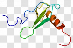 CCL11 Eosinophil Chemotaxis Factores QuimiotÃ¡cticos De Los EosinÃ³filos Eotaxin - Protein - Cytokine Transparent PNG