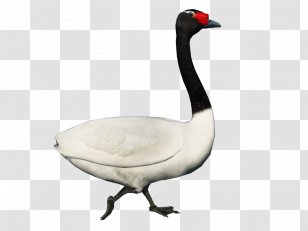 Cygnini Goose Duck Fauna Neck - Water Bird Transparent PNG