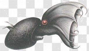 Vampire Squid Octopus Cephalopod - Deep Sea Creature Transparent PNG