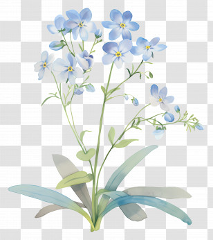 Forget Me Not Flower - Beautiful Blue Wildflower Illustration In Watercolor Transparent PNG