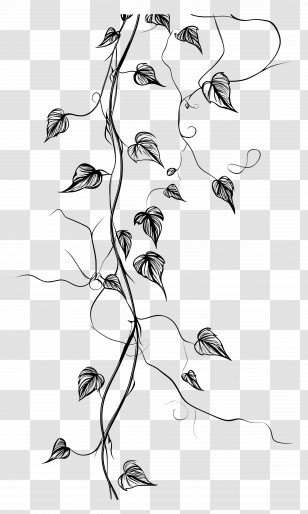 Vines Line Art - Delicate Vine Drawing Transparent PNG