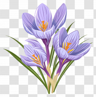 Saffron Flowers - Purple Crocus Flowers In Bloom Transparent PNG