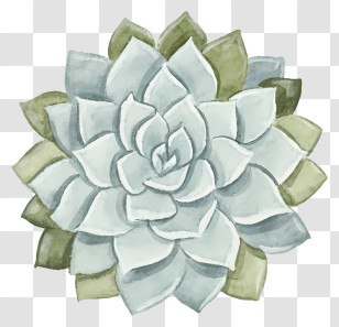 Cartoon - Succulent Plant Watercolor Artwork Transparent PNG