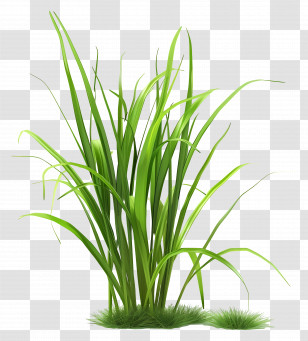 Grass Plant - Lush Green Grass Transparent PNG