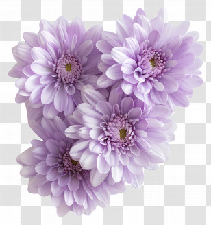 Chrysanthemum Flowers - Stunning Purple Chrysanthemums Transparent PNG