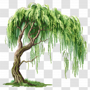 Willow Tree - Beautiful Willow Tree With Hanging Branches Illustration Transparent PNG