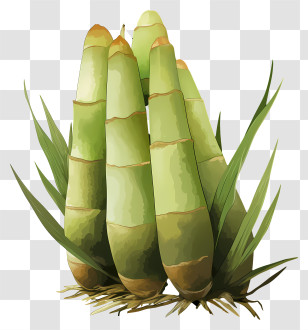 Watercolor Bamboo Shoot - Bamboo Shoots Illustration Transparent PNG