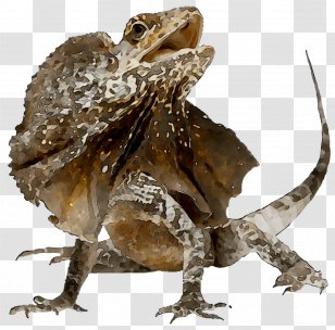 Agamas Reptile Frilled-neck Lizard Sauria - Frilledneck Transparent PNG
