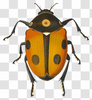 Beetle - Illustration Of An Orange And Black Beetle Transparent PNG