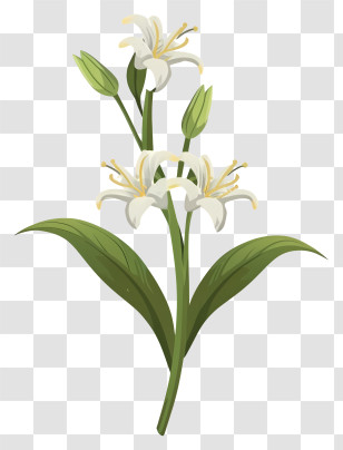 White Lily - White Lily Flower With Green Leaves Transparent PNG