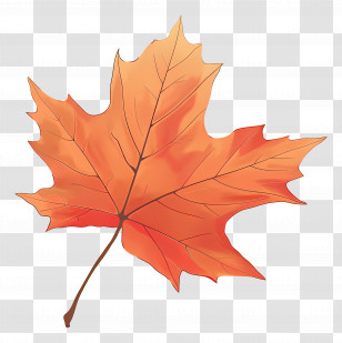 Autumn Maple Leaf - Beautiful Autumn Maple Leaf Illustration Transparent PNG