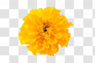 Chrysanthemum Yellow Google Images Transparent PNG