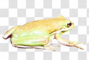 Tree Frog American Bullfrog Terrestrial Animal Toad - Lizard Transparent PNG