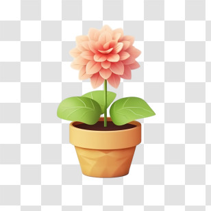 Dahlia Flower - Pink Flower Blooming In Terracotta Pot Transparent PNG