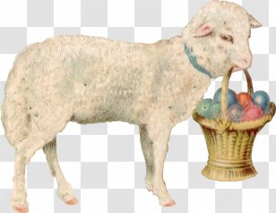 Sheep Easter Bunny Postcard Egg - Christmas - Card Transparent PNG