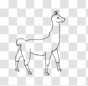 Line Art Giraffe Llama Camel Drawing - Like Mammal Transparent PNG