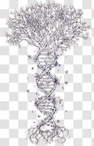 Family Tree DNA Genealogy Phylogenetic - Artwork - Symbol Transparent PNG