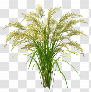 Rice Plant - Decorative Ornamental Grass Illustration Transparent PNG