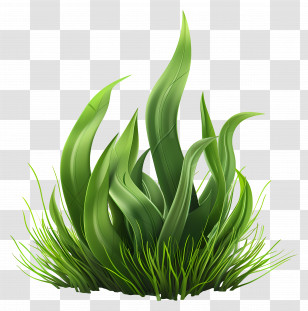 Grass Plant - Bright Green Grass For Spring Gardens Transparent PNG