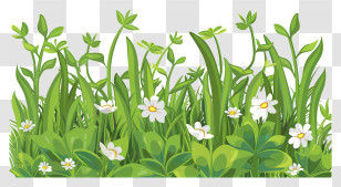 Spring Grass Flower Border - Green Grass With White Flowers Illustration Transparent PNG