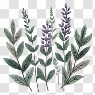 Lavender Flowers - Lavender And Foliage Botanical Illustration Transparent PNG