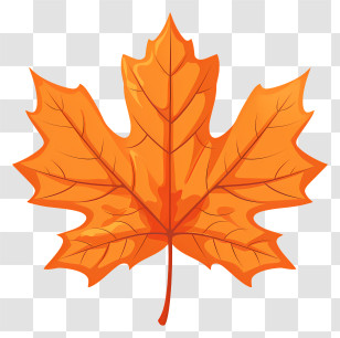 Maple Leaf - Detailed Orange Maple Leaf Illustration For Thanksgiving Transparent PNG