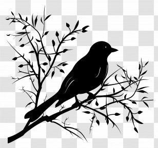 Bird Branch Silhouette - Bird Silhouette On Tree Branch Transparent PNG