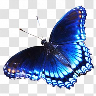 Butterfly Blue Clip Art Transparent PNG
