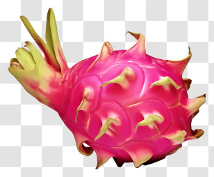 Exotic Fruit - Vibrant Pink Dragon Fruit Transparent PNG