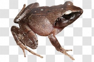 American Bullfrog True Frog Amphibians Wood Transparent PNG