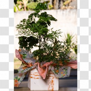 Bonsai Cut Flowers Polyscias Fruticosa Rose - Orchids - Flower Transparent PNG