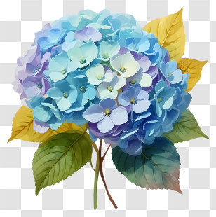 Bouquet Of Flowers - Beautiful Blue Hydrangea Flowers Illustration Transparent PNG