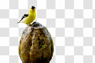 Birds Bird Food Finches Beak Biology Transparent PNG