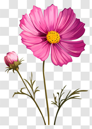 Cartoon Cosmos Flower - Vibrant Pink Cosmos Flower Illustration Transparent PNG